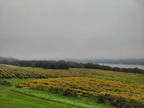 Misty vineyards and Keuka lake
