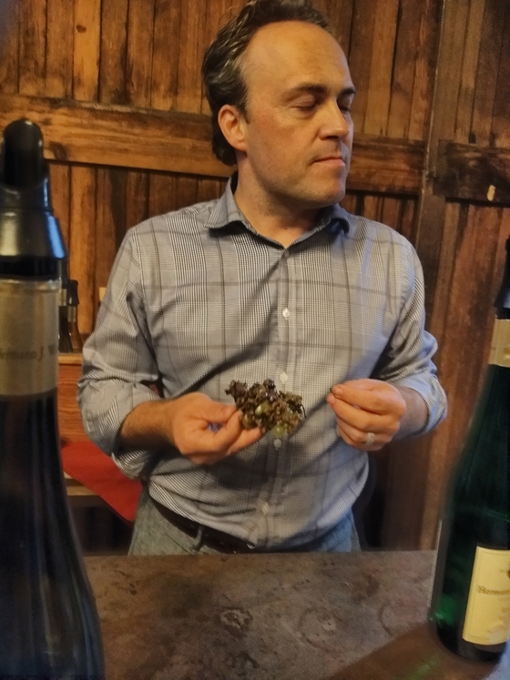 The estate manager of Wiemer with some botrytized grapes